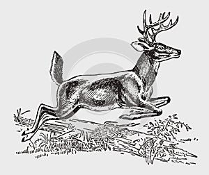 Male white-tailed or virginia deer odocoileus virginianus jumping over lying tree trunk