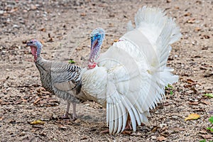 Male White Turkey puffing up plumage to attract female