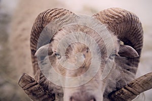 A male white ushant dwarf sheep in winter looks intensely into the camera