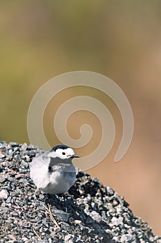 Male white wagtail (Motacilla alba) standing on a pile of stones in a park in Finland