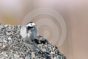 Male white wagtail (Motacilla alba) standing on a pile of stones in a park in Finland