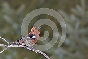 Male White-winged Crossbill, Loxia leucoptera, perched photo