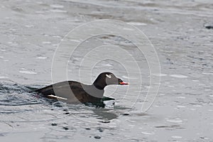 Male White-winged Scoter, Melanitta deglandi, swimming in waves