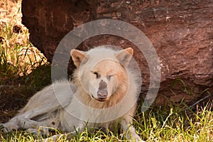 Male White Wolf Resting in the Shade
