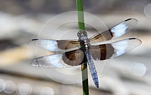 Male Widow Skimmer Dragon Fly