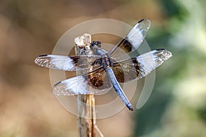 Male Widow Skimmer Dragonfly Resting on a Branch