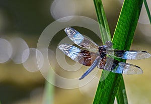 Male Widow Skimmer resting on green plant