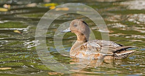 Male Wigeon with reflections