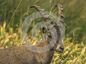 Male wild alpine, capra ibex, or steinbock