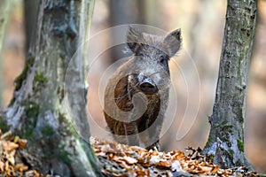 Male Wild boar in autumn forest