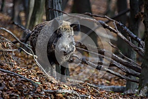 Male Wild boar in autumn forest