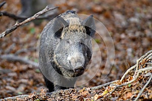 Male Wild boar in autumn forest