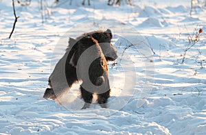 Male wild boar fighting
