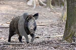 Male Wild boar in forest. Wildlife scene from nature