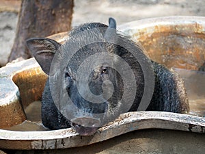 A Male Wild Boar Relaxing in the Pool