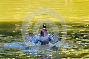 Male wild duck or Anas platyrhynchos