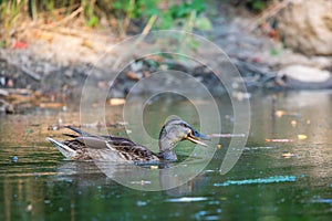 Male wild duck or Anas platyrhynchos swimming in the water. Mallard wild duck, Anas platyrhynchos floating on a lake.