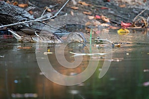 Male wild duck or Anas platyrhynchos swimming in the water. Mallard wild duck, Anas platyrhynchos floating on a lake.