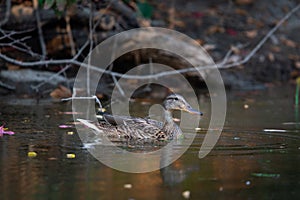 Male wild duck or Anas platyrhynchos swimming in the water. Mallard wild duck, Anas platyrhynchos floating on a lake