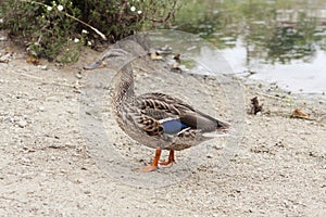 A male wild duck on the bank of a pond