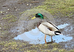 Male wild duck. Lonely in a puddle near the road.