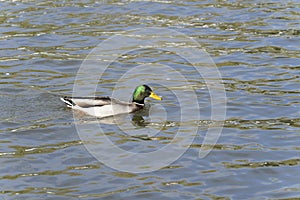 Male wild duck swimming in a pond in the sunshine showing his beautiful metallic green head