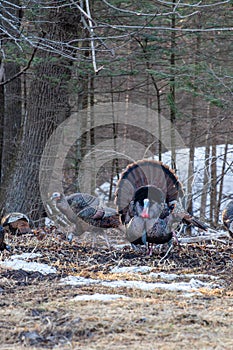 Male wild eastern turkey (Meleagris gallopavo) displaying and strutting in front of hens