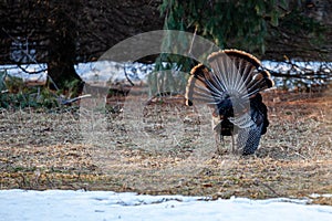 Male wild eastern turkey (Meleagris gallopavo) displaying and strutting with tail feathers in fan position