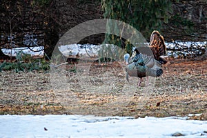 Male wild eastern turkey (Meleagris gallopavo) displaying and strutting with tail feathers in fan position