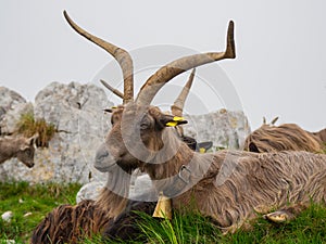Male wild goat grazing in the meadows of the Italian Alps. Natural mountain environment