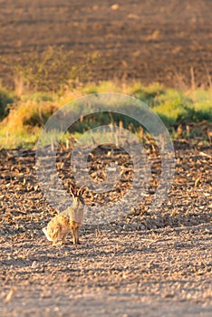 Male wild hare on the morning field