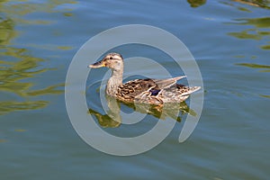 Male wild mallard duck swimming in a lake. Wild environment of migratory birds