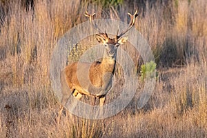 Male Wild red deer Cervus elaphus with a large antler looking at the camera at sunset in autumn