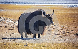 Male wild Tibetan yak on high-altitude pasture in autumn