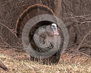 Male Wild Turkey