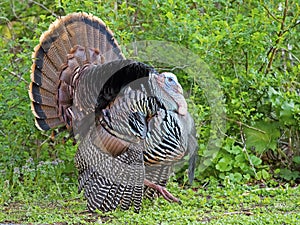 Male Wild Turkey Fanning