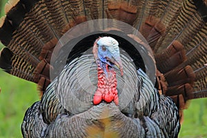 Male Wild Turkey in full color