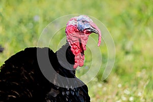 Male wild turkey strutting