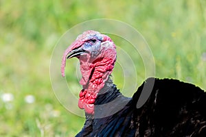 Male wild turkey strutting