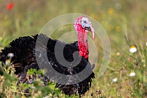 Male wild turkey strutting