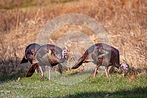 Male wild turkeys Meleagris gallopavo in a Wisconsin field in autumn