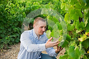 Male winemaker working with grapes in vineyard at fields