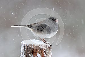 Male Winter Junco