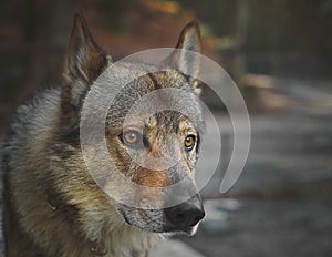 Male of wolf dog with intense stong gaze