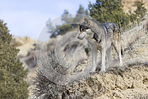 Male wolf looking down ravine