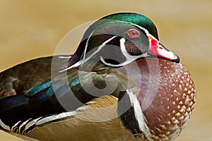 Male Wood Duck