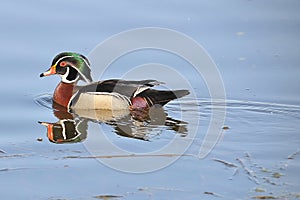 Male wood duck