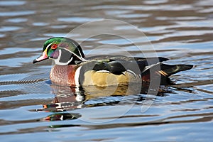 Male Wood Duck (aix sponsa)