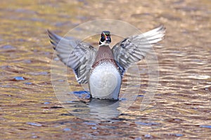 Male Wood Duck (aix sponsa)