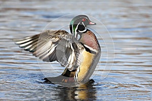 Male Wood Duck (aix sponsa)